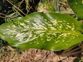 folha de dieffenbachia selvagem foto