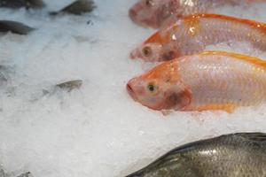 peixe no gelo no mercado foto