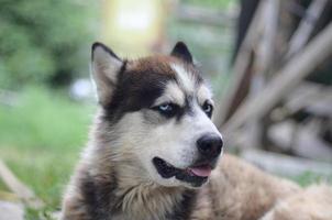 malamute ártico com retrato de focinho de olhos azuis close-up. este é um tipo nativo de cachorro bastante grande foto