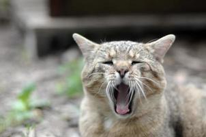 gato doméstico malhado marrom bocejando no quintal verde turva foto