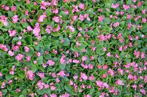foto da capa do padrão floral de flores de begônia rosa