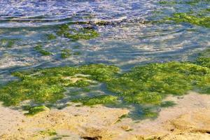 algas verdes nas rochas da costa mediterrânea. foto