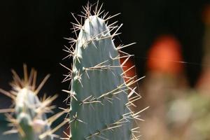 um cacto grande e espinhoso cresce em um parque da cidade. foto