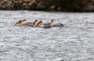 pelicanos no lago estão pescando. foto