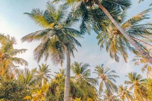 conceito de fundo de árvores tropicais. belas palmeiras efeito de cor vintage suave, céu pôr do sol e cores delicadas da natureza. bela paisagem natural foto