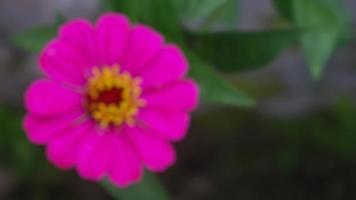 lindas e deslumbrantes flores de zínia rosa foto