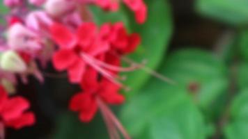 linda flor de videira de coração sangrando vermelho com folha verde foto