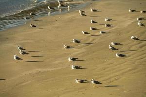 uma colônia de gaivotas reunidas na praia foto