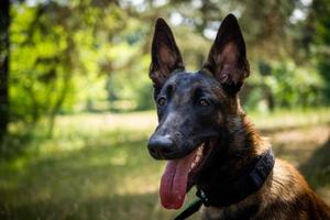 retrato de um cão pastor belga, em uma caminhada em um parque verde. foto