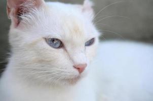 gato branco puro com olhos azuis turquesa e orelhas defeituosas rosa foto