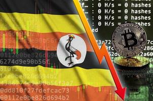 bandeira de uganda e seta vermelha caindo na tela de mineração de bitcoin e dois bitcoins dourados físicos foto