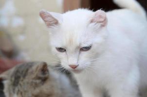 gato branco puro com olhos azuis turquesa e orelhas defeituosas rosa foto