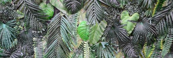 fundo de folhas verdes tropicais, samambaia, palmeira e folha de monstera deliciosa na parede foto