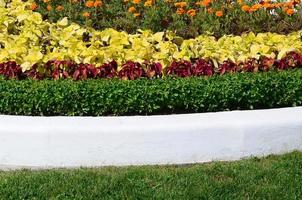 vaso de flores de coleus. bela perspectiva das folhas naturais da planta coleus foto