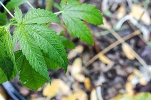 fundo bonito de flores verdes de cannabis um lugar para espaço de cópia foto