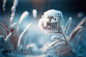 fundo de inverno de neve e geada foto