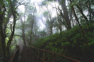 bela floresta tropical na trilha natural ang ka no parque nacional doi inthanon, tailândia foto