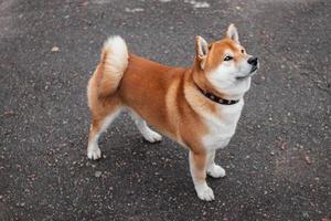 cão de raça japonesa shiba inu caminha no outono parque nebuloso. cachorro ucraniano shiba inu kent foto