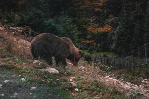 marrom lindo urso na floresta. vista da natureza foto