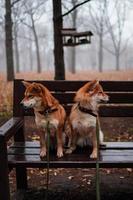 japonesa shiba inu mãe e filha shiba inu estão sentadas juntas em um banco. outono novembro foto