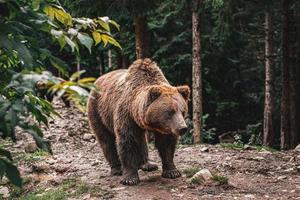 marrom lindo urso na floresta. vista da natureza foto