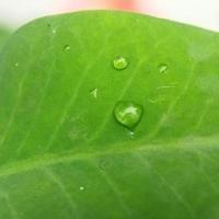 gotas de orvalho ou chuva na folha verde foto