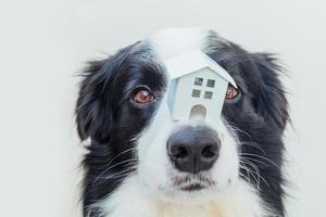 retrato engraçado de cachorrinho fofo border collie segurando a casa modelo de brinquedo em miniatura no nariz, isolado no fundo branco. conceito de abrigo de cachorro para casa doce de propriedade de hipoteca imobiliária foto