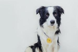 cachorrinho border collie vestindo vencedor ou campeão medalha de troféu de ouro isolada no fundo branco. cão engraçado campeão vencedor. vitória primeiro lugar da competição. conceito de vitória ou sucesso. foto