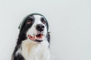 retrato engraçado de bonitinho sorridente cachorrinho border collie vestindo chapéu de malha quente isolado no fundo branco. retrato de inverno ou outono do novo membro adorável da família cachorrinho. foto