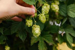 conceito de agricultura e agricultura. mão de trabalhador agrícola de mulher colhendo cones de lúpulo orgânico maduro fresco verde para fazer cerveja e pão. lúpulo fresco para a produção de cerveja. planta de lúpulo crescendo no jardim ou fazenda. foto