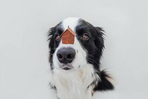 retrato engraçado de cachorrinho fofo border collie segurando a casa modelo de brinquedo em miniatura no nariz, isolado no fundo branco. conceito de abrigo de cachorro para casa doce de propriedade de hipoteca imobiliária foto