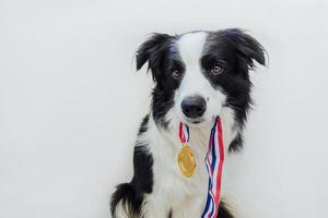 cachorrinho border collie segurando a medalha de troféu de ouro vencedor ou campeão na boca isolada no fundo branco. cão engraçado campeão vencedor. vitória primeiro lugar da competição. conceito de vitória ou sucesso. foto