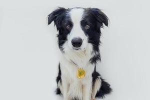 cachorrinho border collie vestindo vencedor ou campeão medalha de troféu de ouro isolada no fundo branco. cão engraçado campeão vencedor. vitória primeiro lugar da competição. conceito de vitória ou sucesso. foto