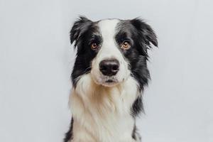 lindo cachorrinho border collie com cara engraçada, isolado no fundo branco. cão de estimação bonito. conceito de vida animal de estimação. foto