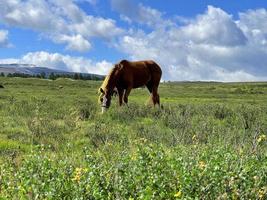 lindo cavalo pastando em um prado em altai foto