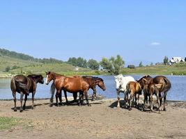 manada de cavalos em pé à beira do lago foto