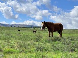 lindo cavalo pastando em um prado em altai foto