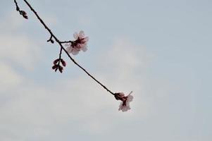 foto da natureza da flor da árvore rosa, pétalas de rosa pastel, primavera