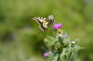 borboleta rabo de andorinha do velho mundo em uma flor de cardo foto