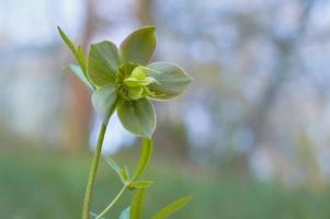 floresta do início da primavera floresce hellebores. flor silvestre roxa. foto