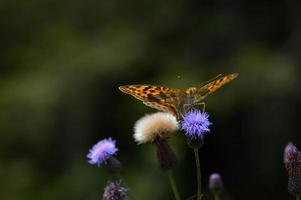 borboleta fritillary lavada de prata na macro selvagem close-up foto