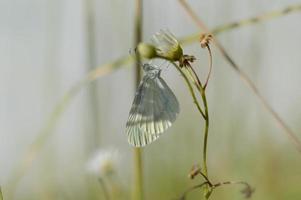 borboleta branca de madeira, pequena borboleta em uma flor foto