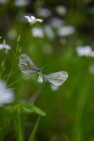 um par de macro borboleta branca de madeira em uma flor, dois. foto