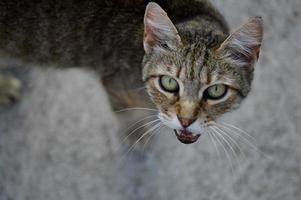 retrato de gato gato miado, gato miando, foto