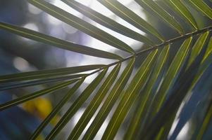 tropical, sol de palmeira brilhando através das folhas foto