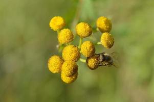 abelha em uma flor amarela tansy, polinizando, close-up. foto