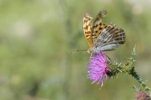 borboleta fritillary lavada de prata em uma macro de cardo de lança foto