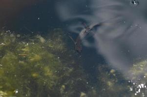 pequeno lagarto de água no lago, animal subaquático.newt. foto