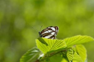 marinheiro comum, borboleta marrom e branca em uma macro de folha verde foto