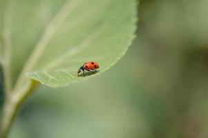 joaninha em uma folha verde macro pequeno bug vermelho com pontos pretos. foto